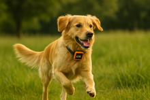 Charger l&#39;image dans la galerie, NordPaw Dog GPS
